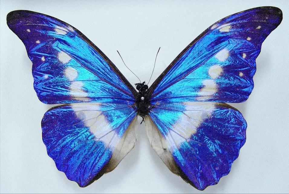 世界上最厉害的蝴蝶图片