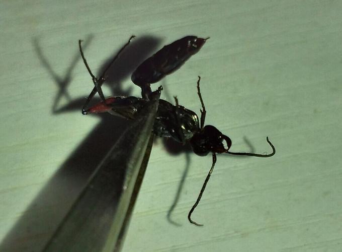 带翅膀的蚂蚁有毒吗,被咬了怎么办(床上出现黑色带翅膀的蚂蚁)