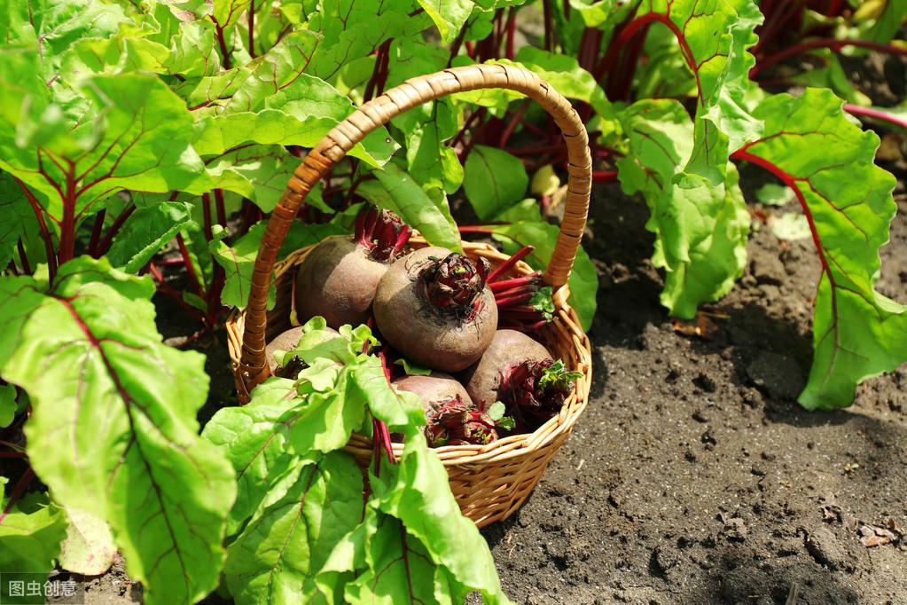 关于甜菜的栽培(甜菜种子多少钱一斤)(图2)