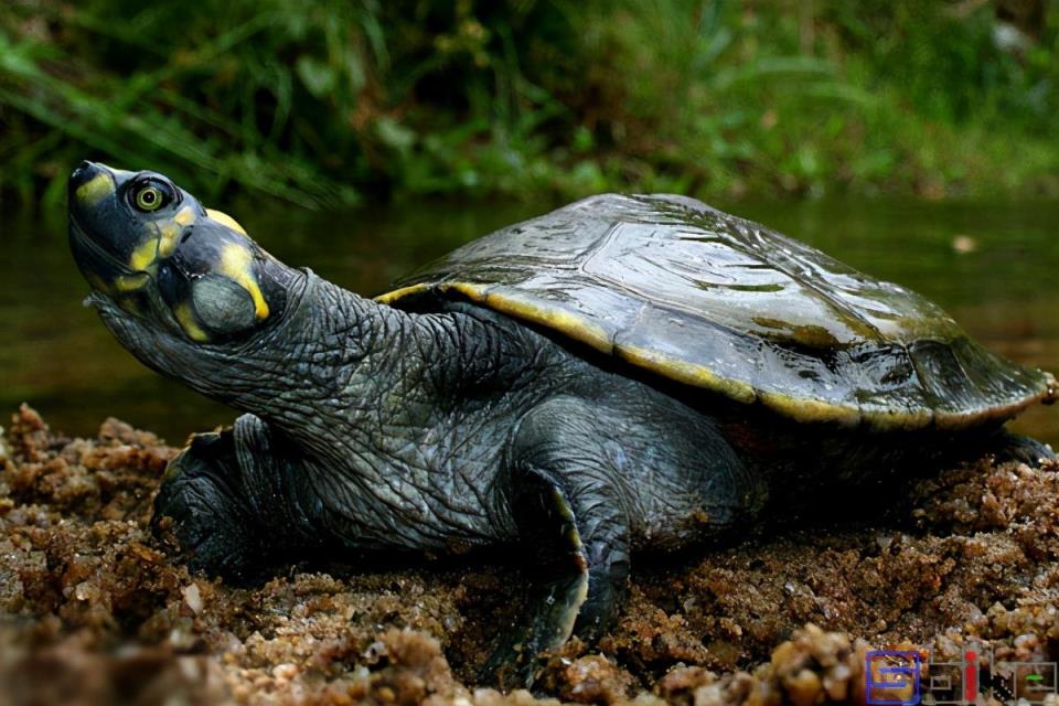 地球上十大互动性最好的龟排名(最有灵性的龟排名榜)
