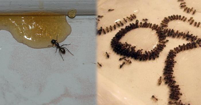 家里蚂蚁怎么彻底清除