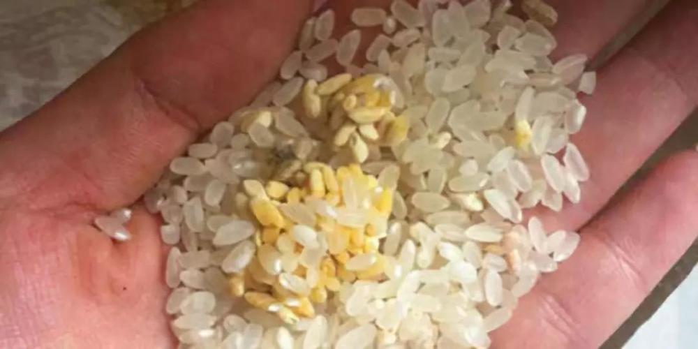 发霉的大米怎么处理能提高利用率(过期大米千万别扔11种用途)