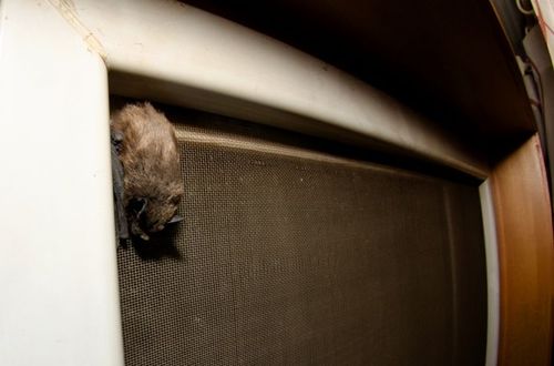 蝙蝠在家里空调做窝(蝙蝠藏在空调的危害)