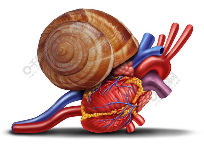 蜗牛的心脏照片图片