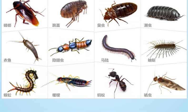 蟑螂每个阶段图片图片