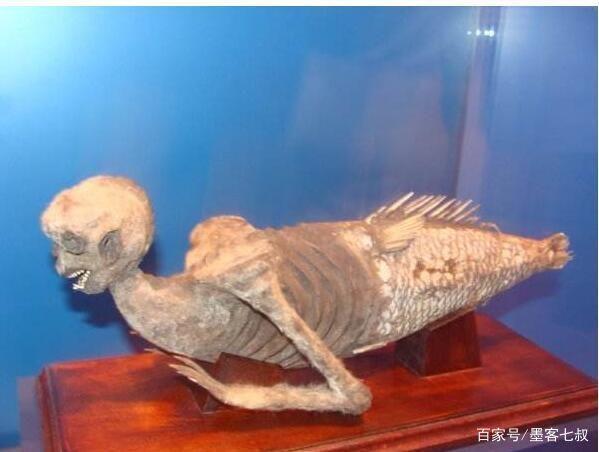 中国最后一条美人鱼