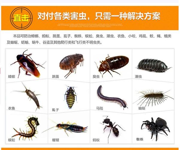 小蟑螂品种图片介绍图片