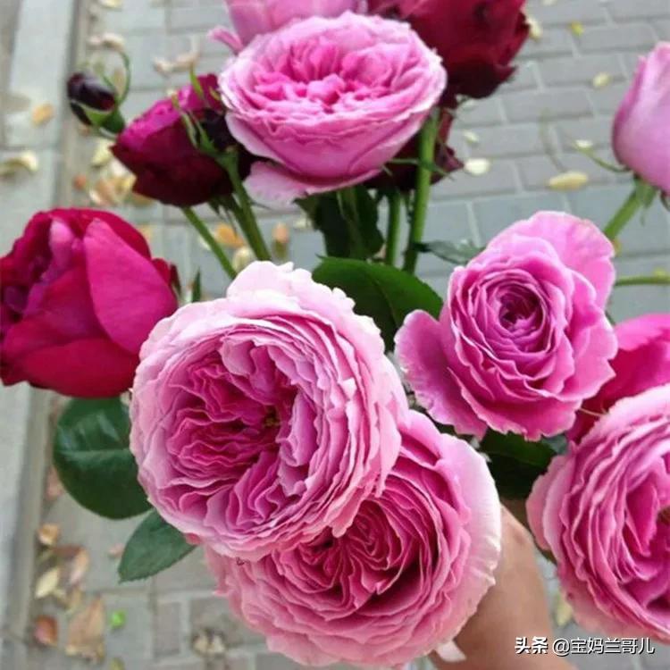 朱丽叶玫瑰多少钱一支(全世界最贵的月季花价格)