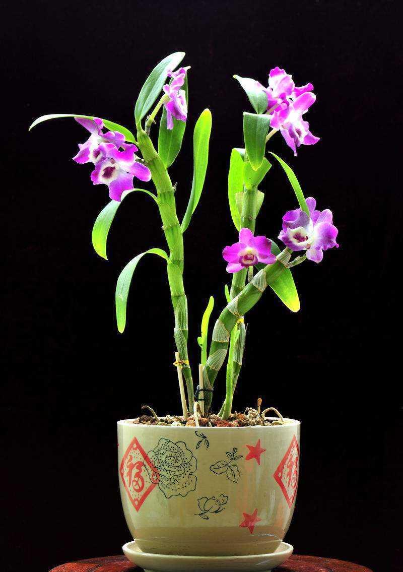 名贵兰花品种及图片图片