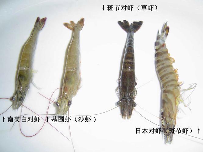怎么辨别海虾和淡水虾(海虾和河虾怎么区别图解)