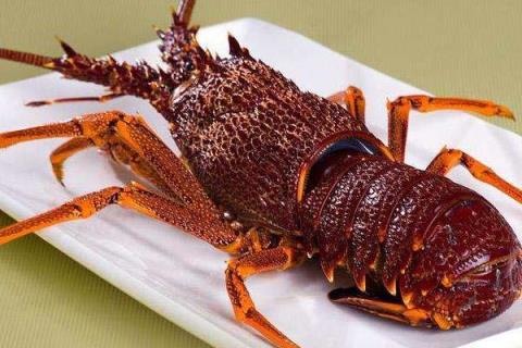 世界上最贵的虾图片