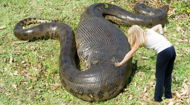 世界最大蛇到底有多大(带你盘点地球最大的巨型蟒蛇)