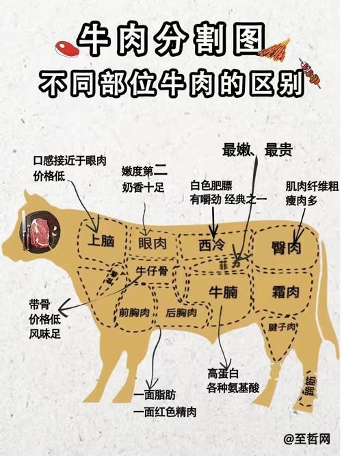 牛最好吃的部位排名，牛肉部位图解及吃法(附2023年最新排行榜前十名单)