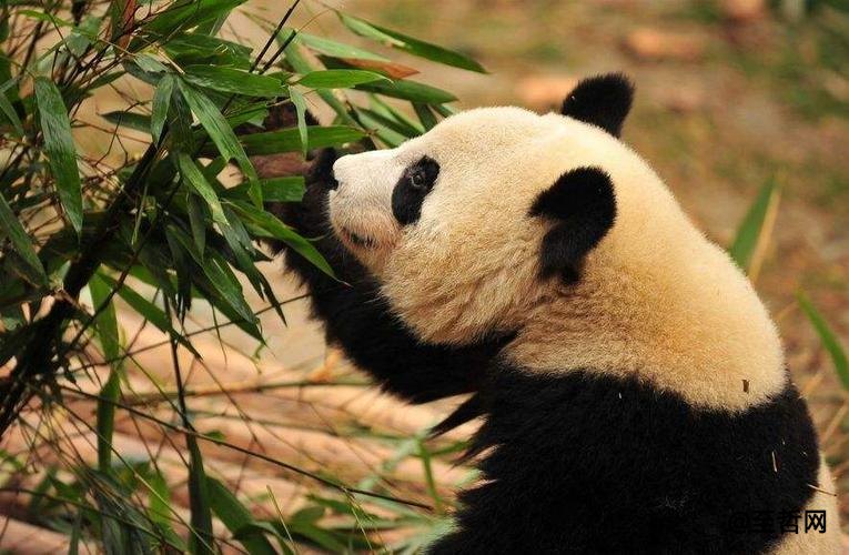 一只大熊猫值多少亿元