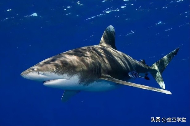 目前世界上最牛的鲨鱼有哪些(带你盘点地球上10大最厉害的鲨鱼)