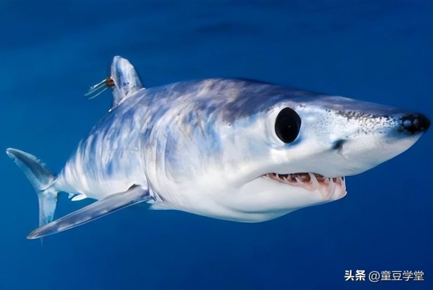 目前世界上最牛的鲨鱼有哪些(带你盘点地球上10大最厉害的鲨鱼)