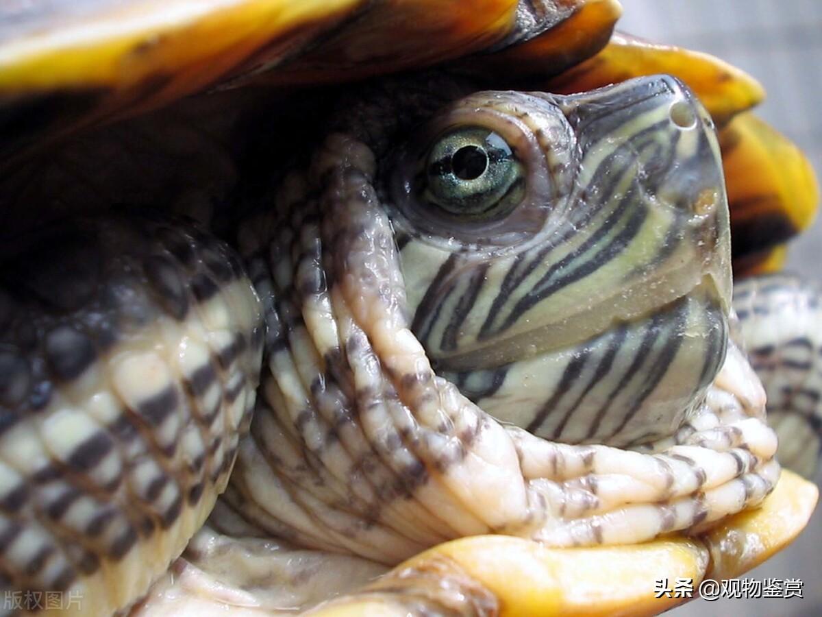 我们的小巴西龟3岁啦！ - 哔哩哔哩