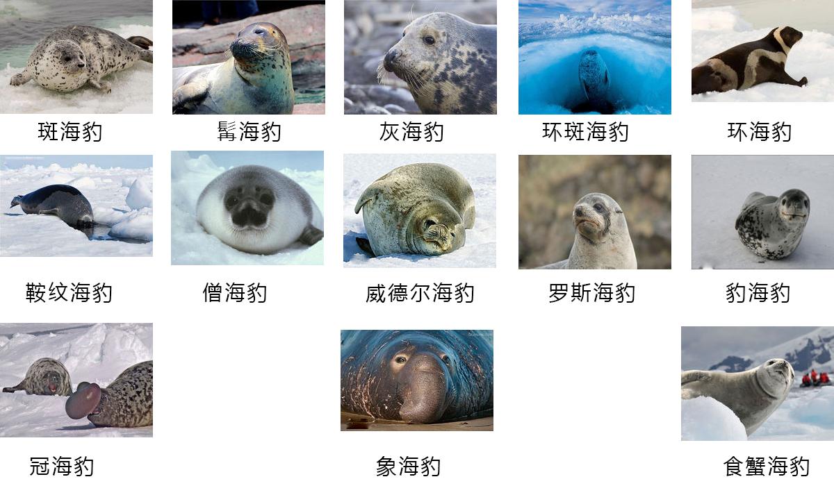 海豹海狮有什么区别(海狮和海狗怎么区分)