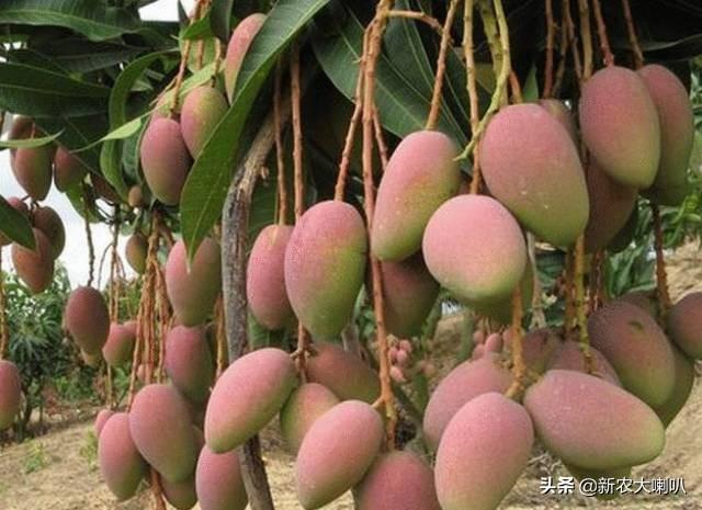 芒果的种植方法和管理(芒果的栽种方法)