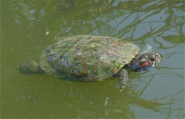 巴西龟怎么喂食好(3―5厘米小巴西龟怎么养)