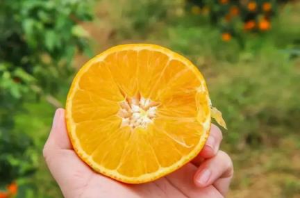 盐蒸橙子用什么橙子效果好(盐蒸橙子用的是哪一种橙子)